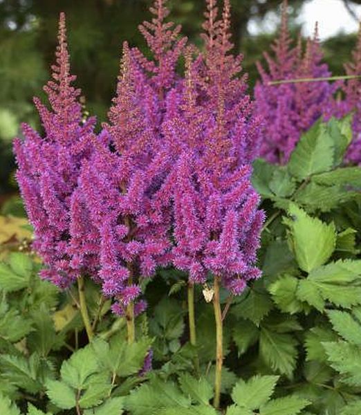 Astilbe 'Little Vision in Purple' 